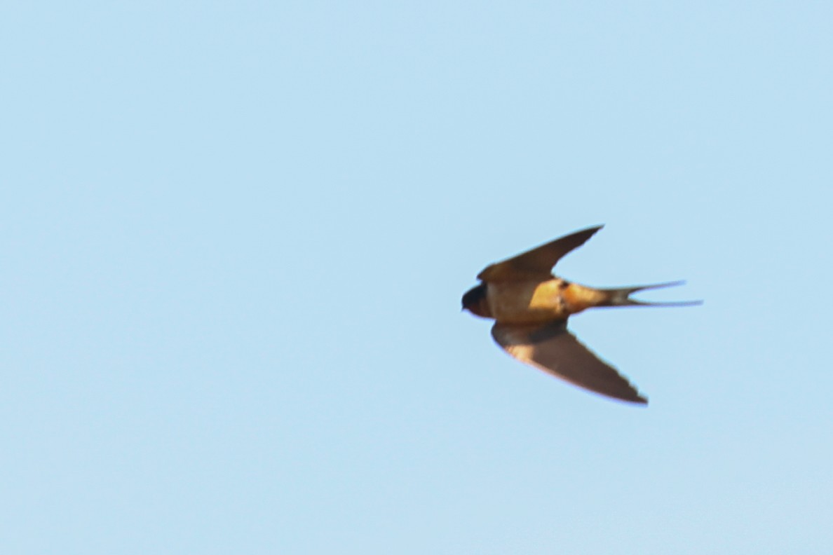 Barn Swallow - ML619980090