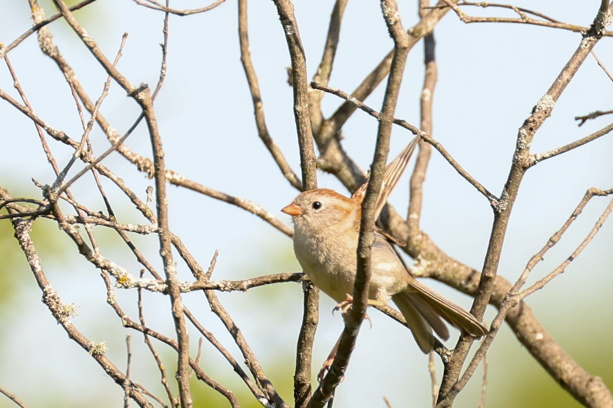 Field Sparrow - ML619980104