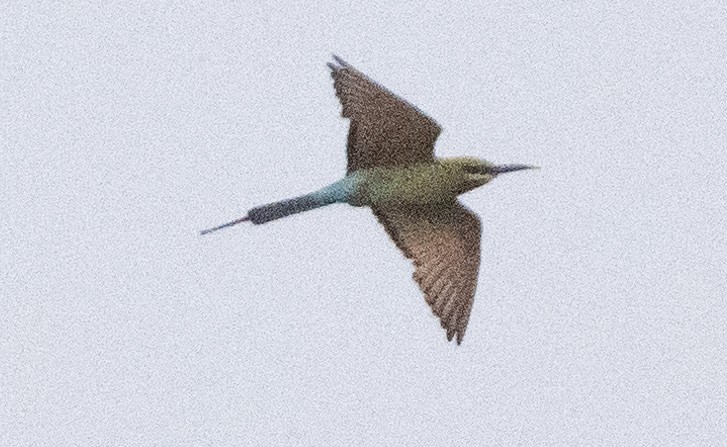Blue-tailed Bee-eater - ML619980105