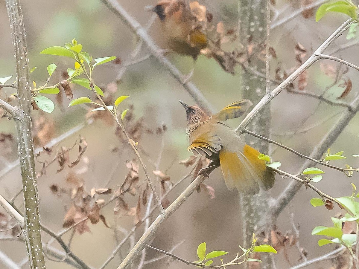 Chestnut-crowned Laughingthrush - ML619980106