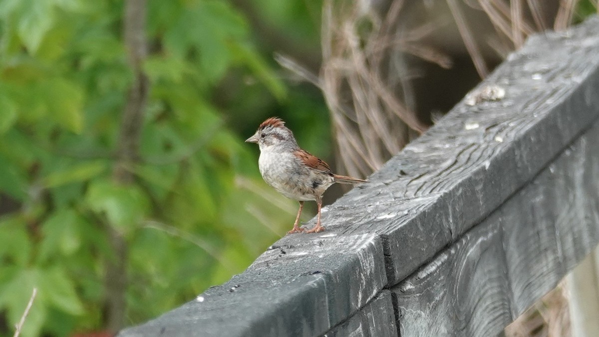 Swamp Sparrow - ML619980120
