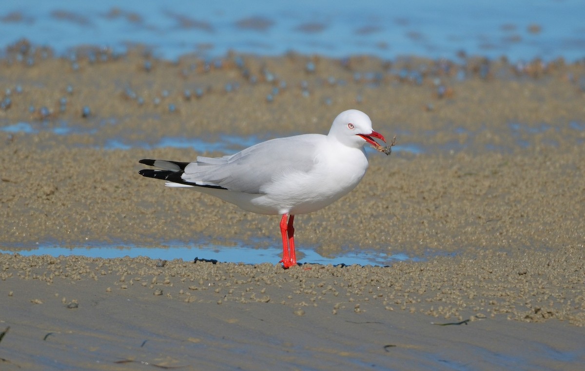 Silver Gull - ML619980123