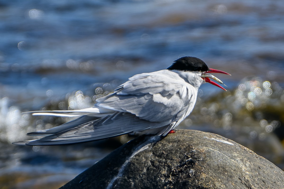 Arctic Tern - ML619980126