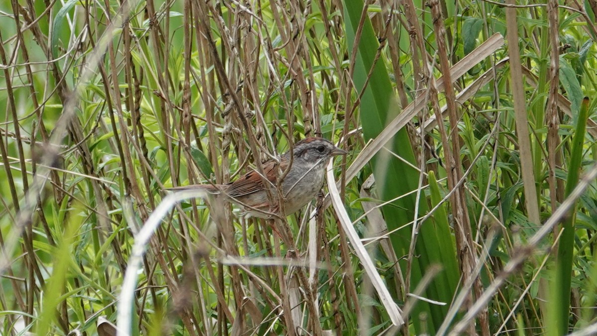 Swamp Sparrow - ML619980128
