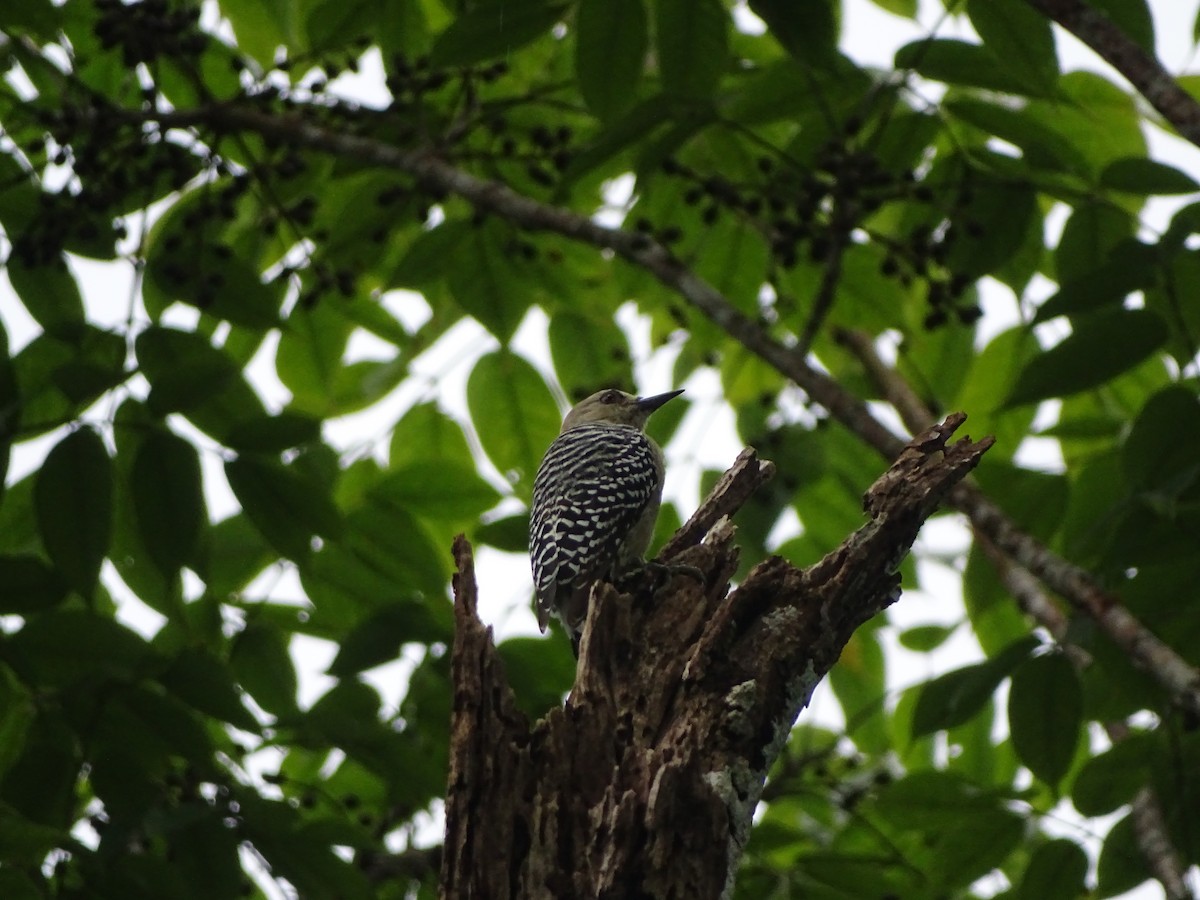 Red-crowned Woodpecker - ML619980146