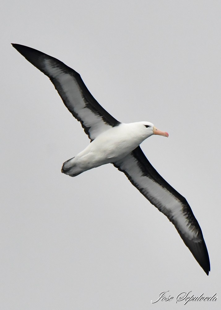 Black-browed Albatross - ML619980148