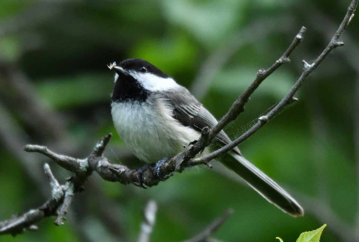 Black-capped Chickadee - ML619980152