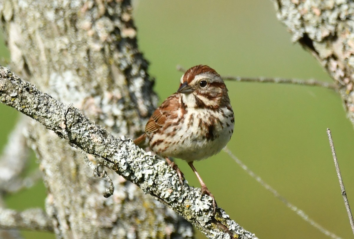 Song Sparrow - ML619980171