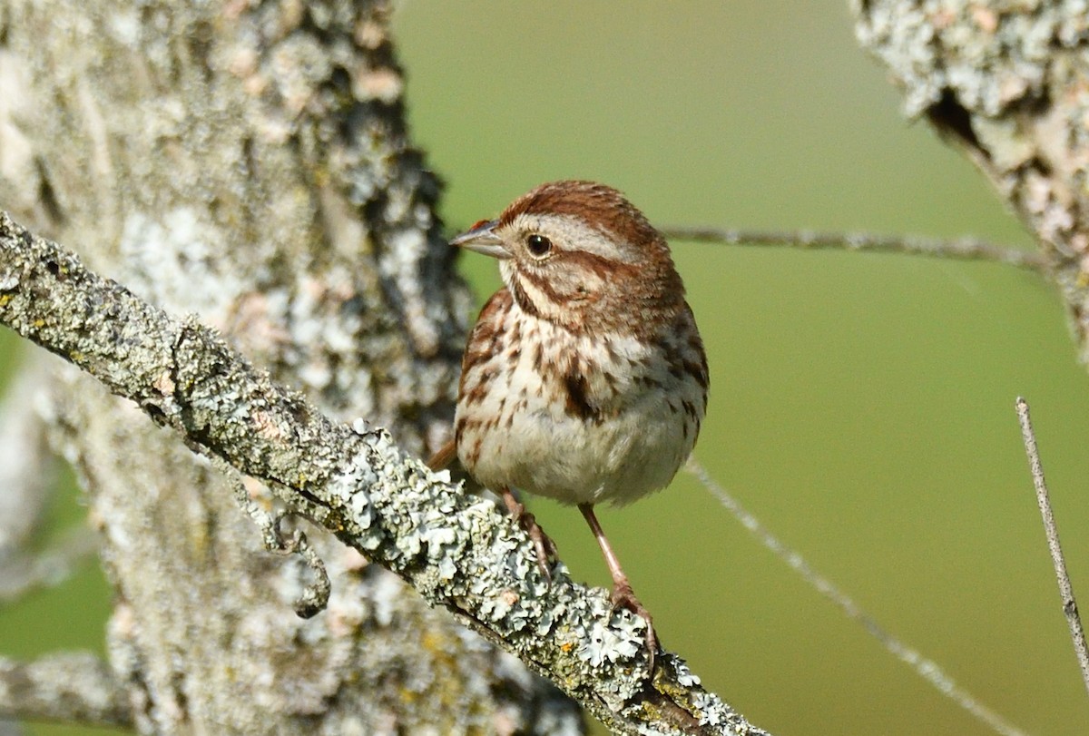 Song Sparrow - ML619980172