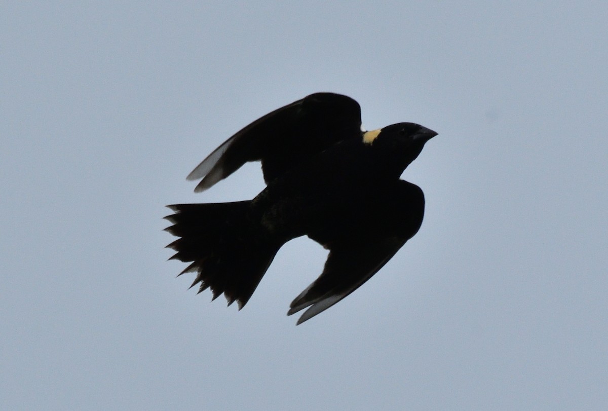 bobolink americký - ML619980196