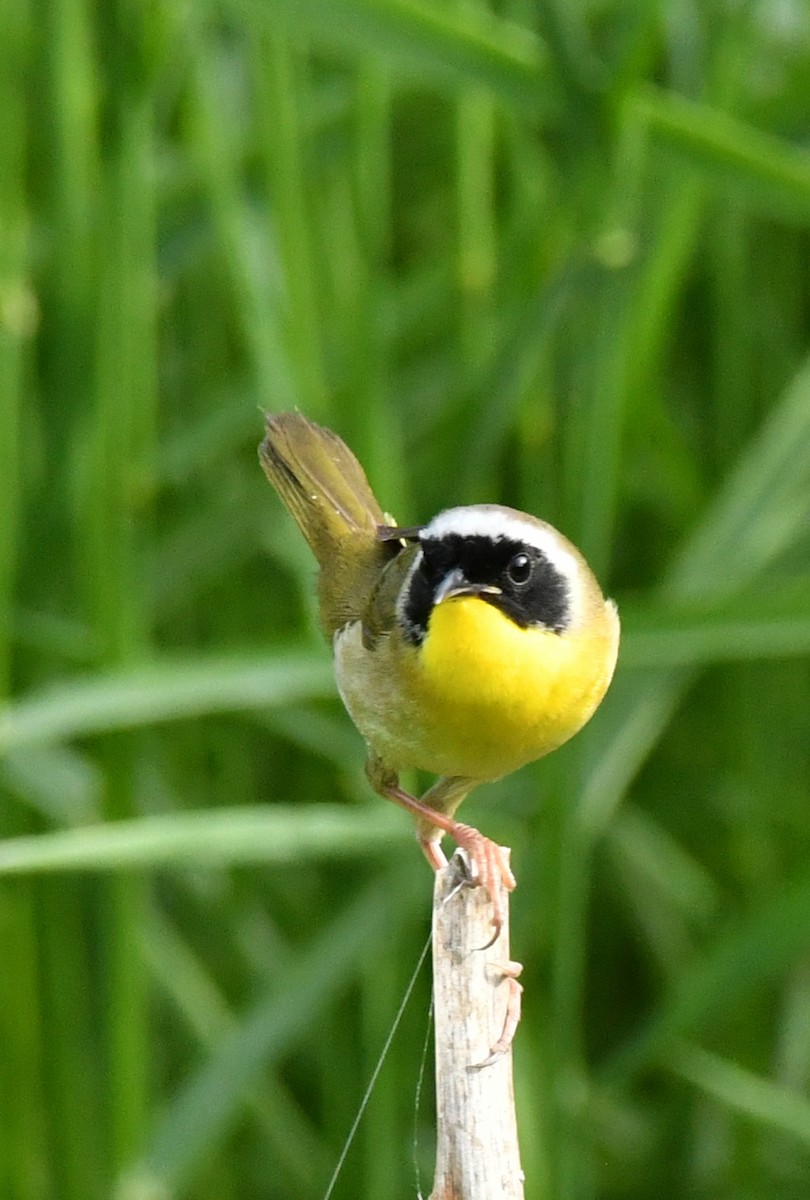 Common Yellowthroat - ML619980198