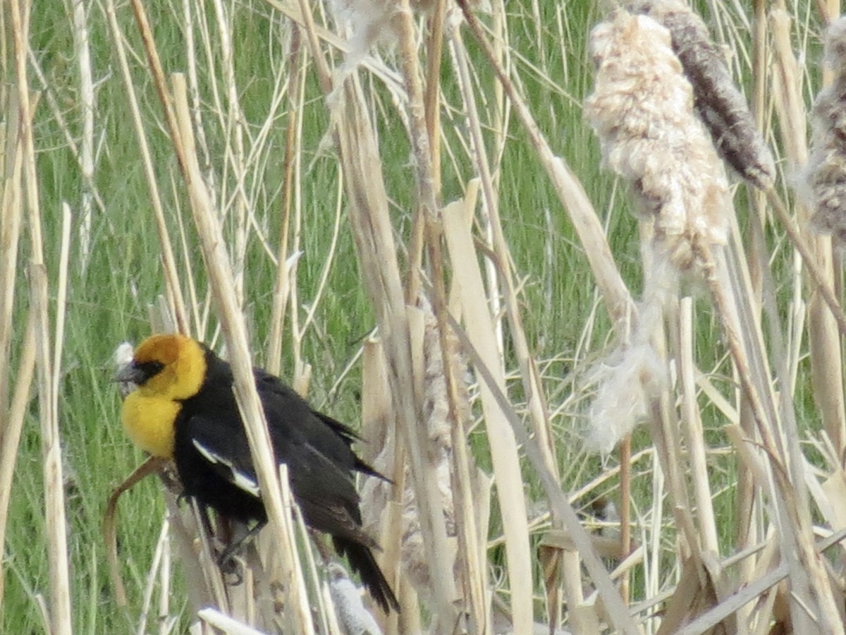 Yellow-headed Blackbird - ML619980203