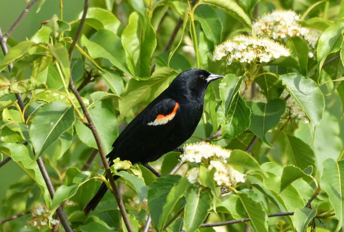 Red-winged Blackbird - ML619980204