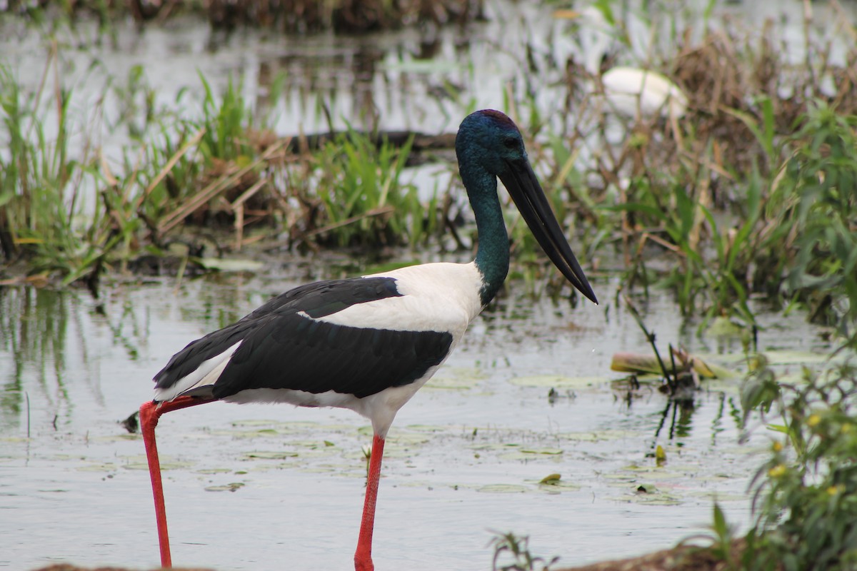 Black-necked Stork - ML619980206