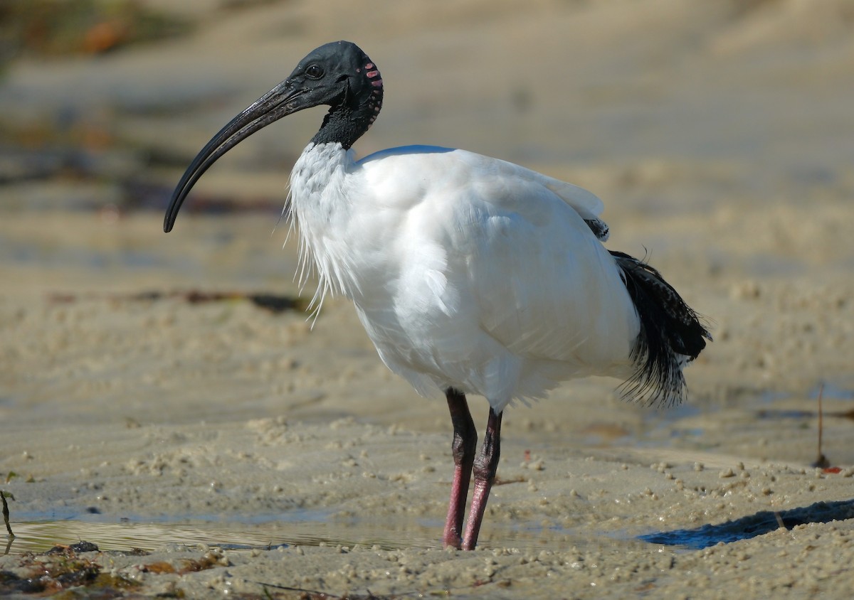 ibis australský - ML619980207