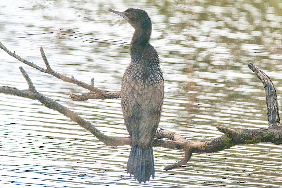 Cormorán Totinegro - ML619980209