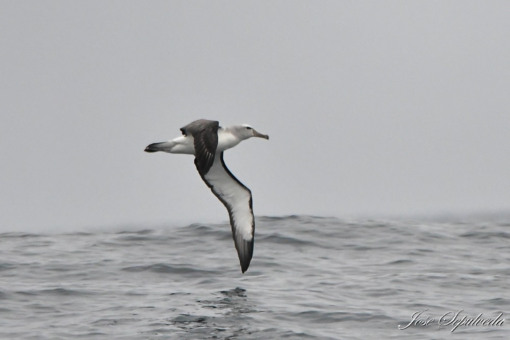 albatros snarský - ML619980218