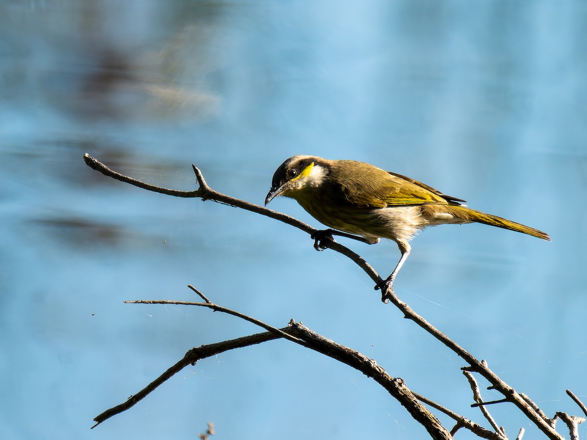 Singing Honeyeater - ML619980224