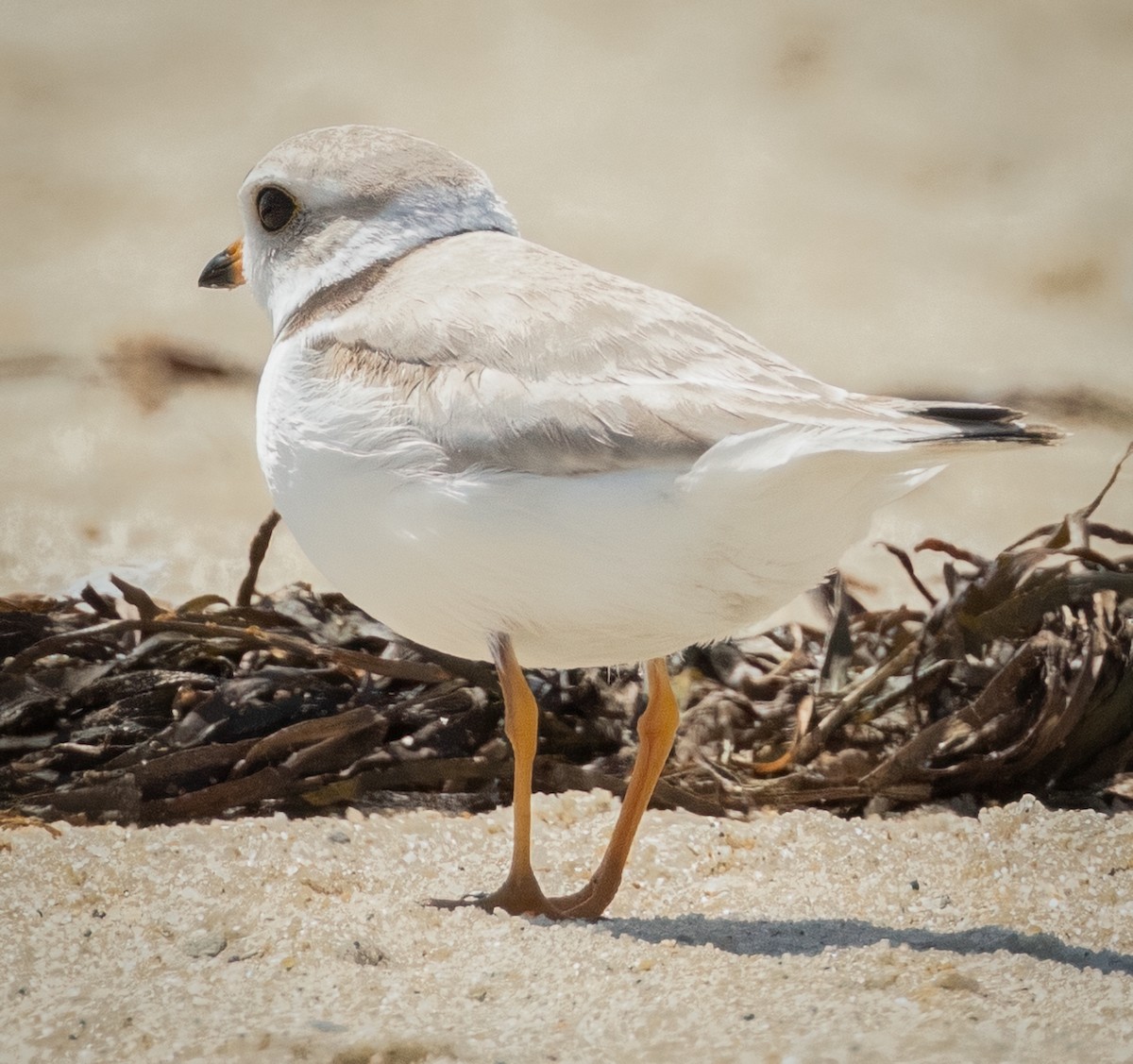 Piping Plover - ML619980248