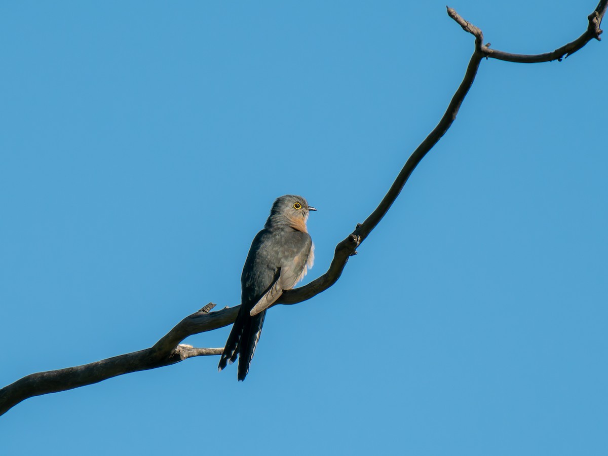 Fan-tailed Cuckoo - ML619980249