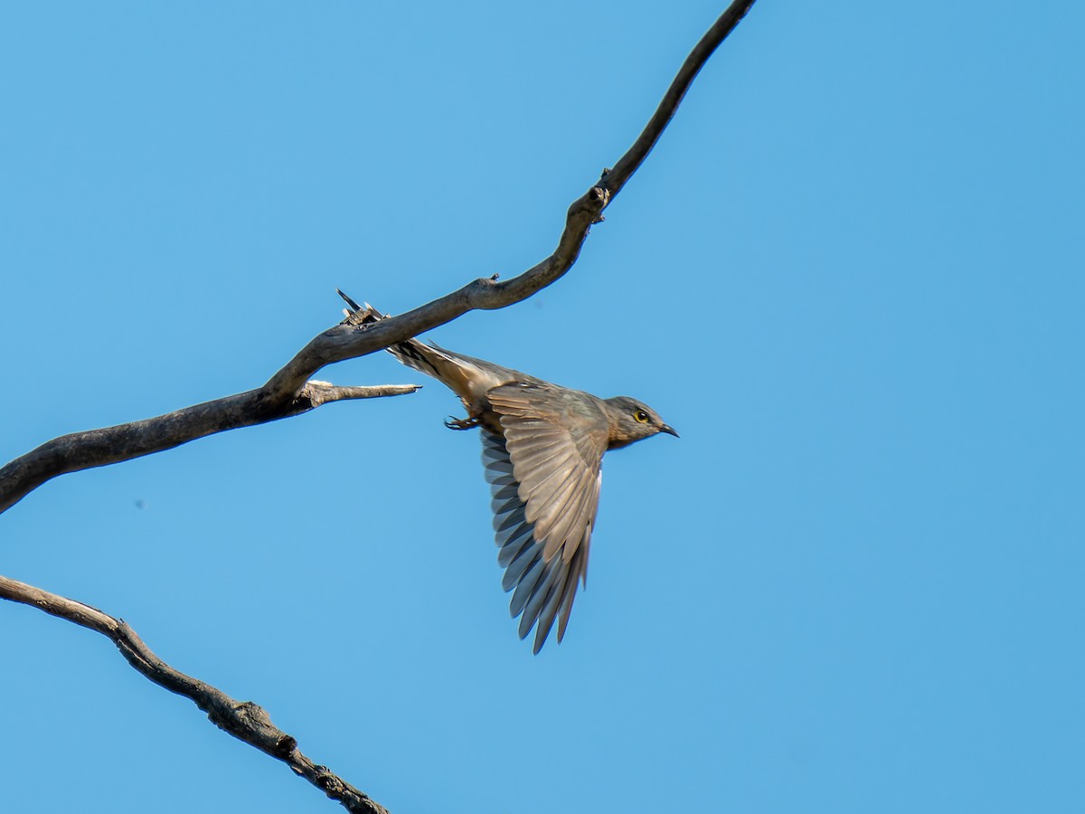 Fan-tailed Cuckoo - ML619980256