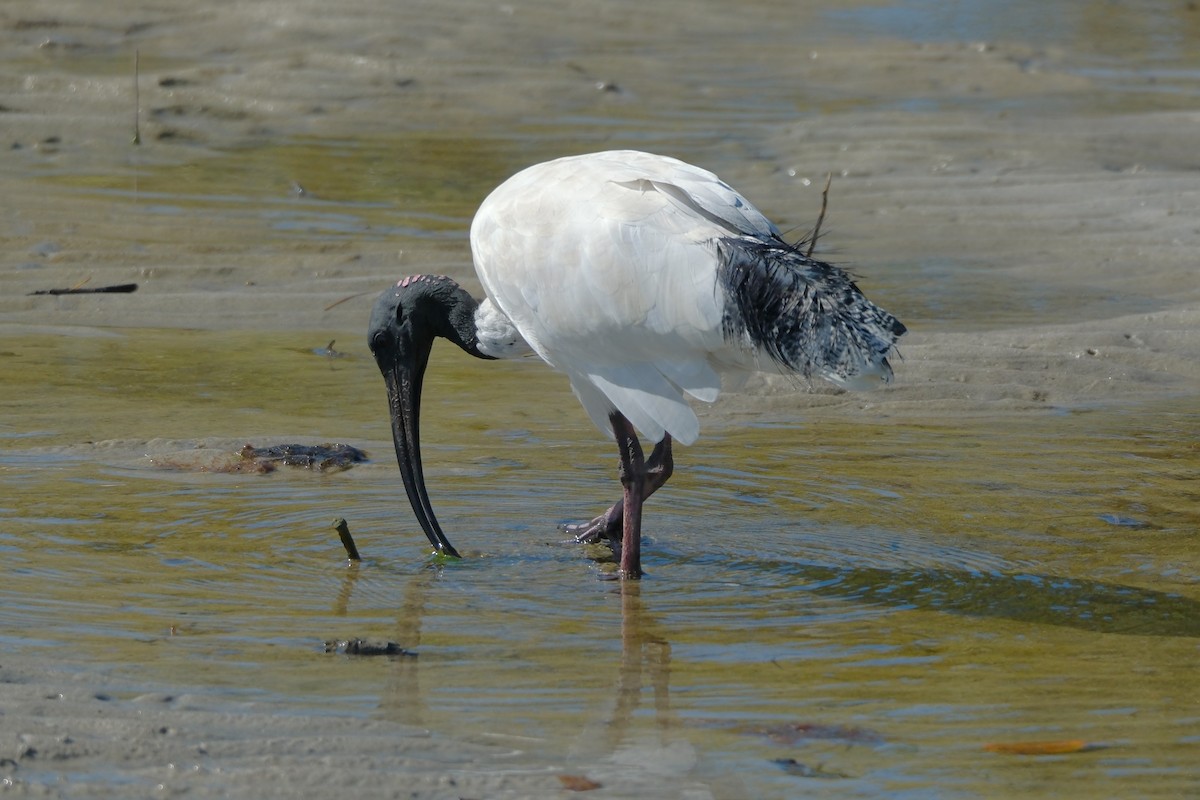 Australian Ibis - ML619980264