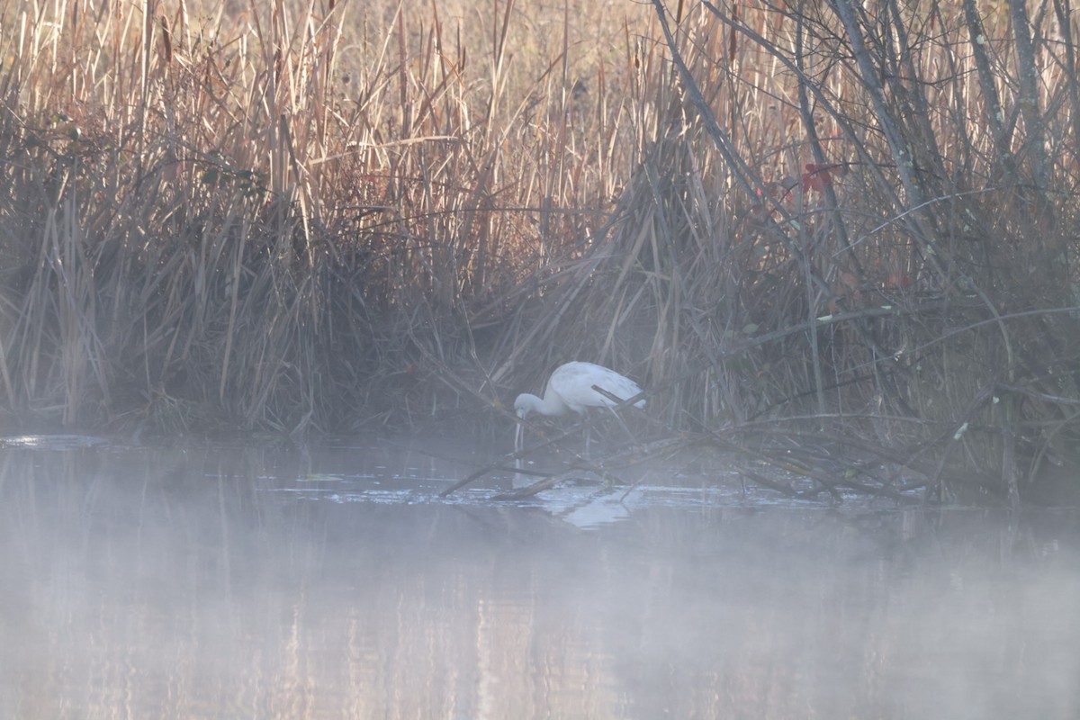 Yellow-billed Spoonbill - ML619980274