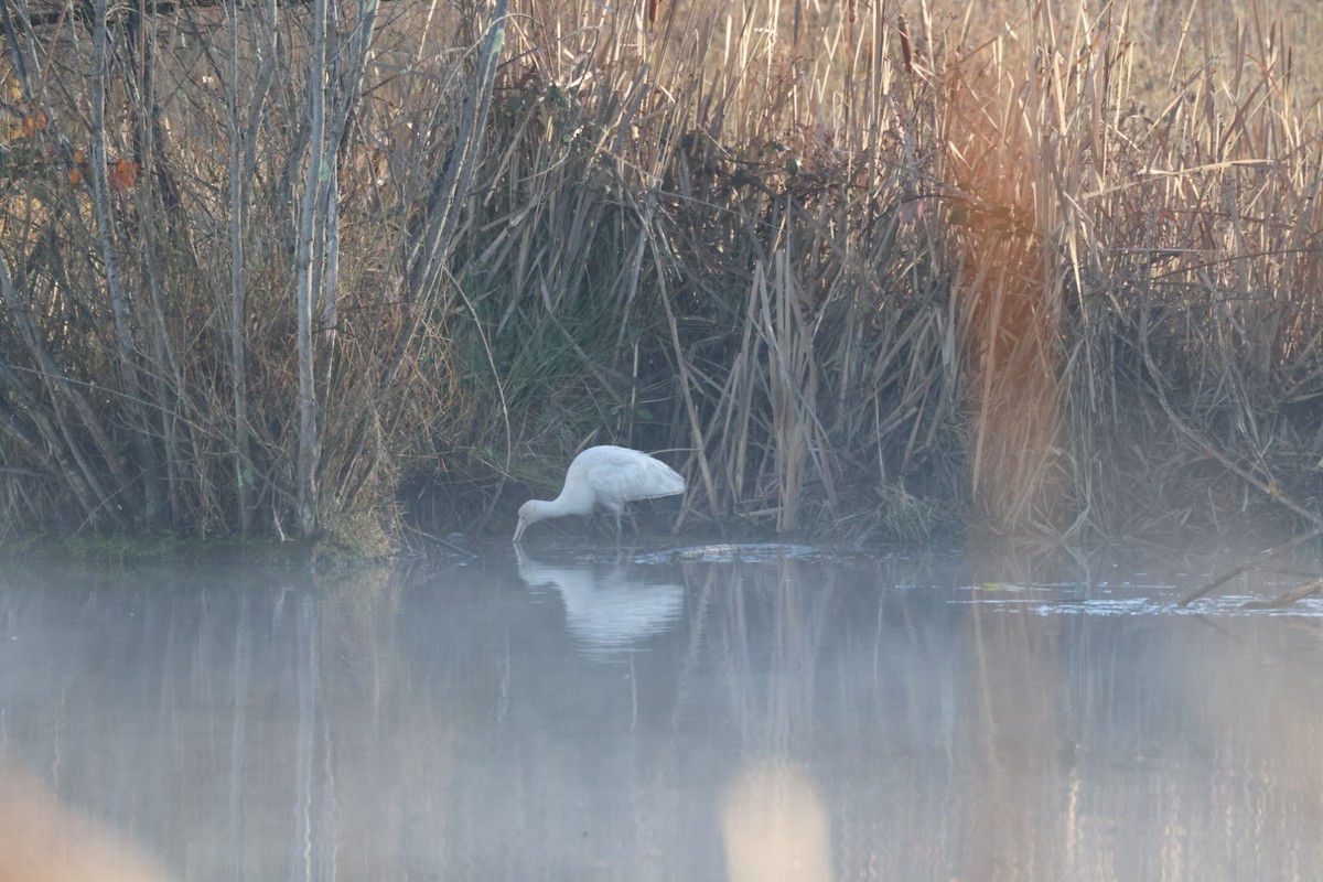 Yellow-billed Spoonbill - ML619980275