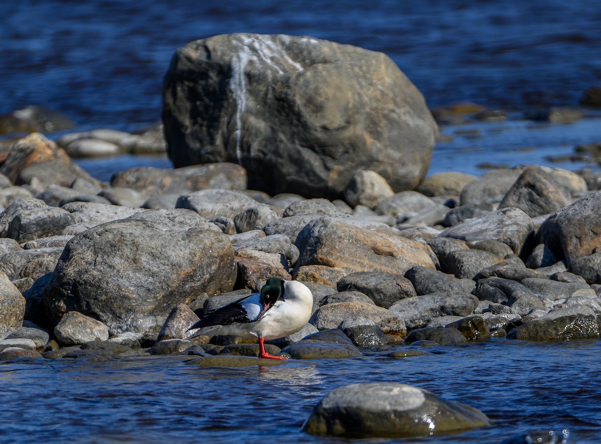 Common Merganser - Frederik Gustavsson