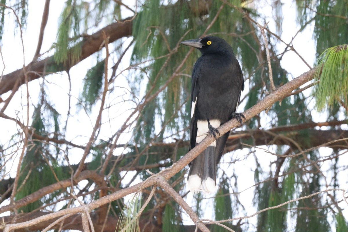 Pied Currawong - ML619980292