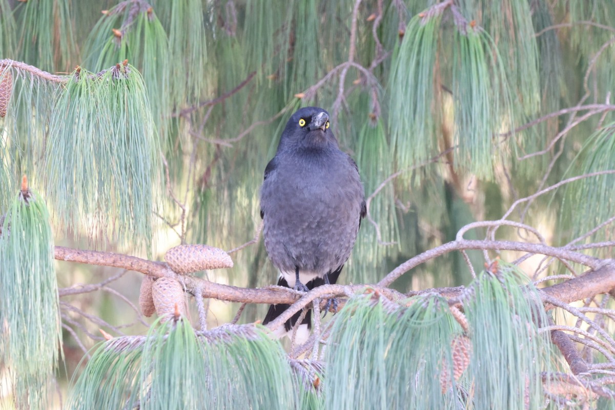 Pied Currawong - ML619980293