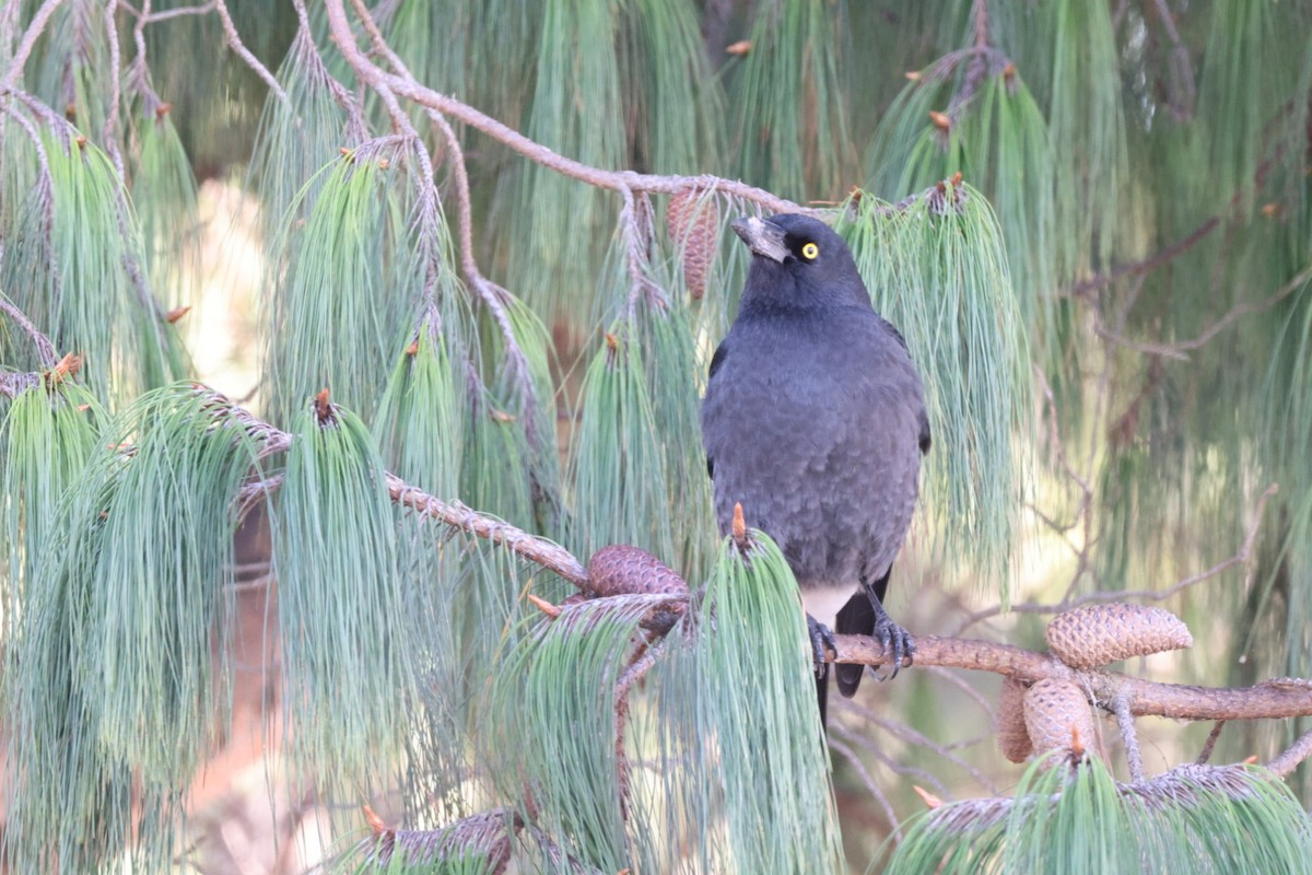 Pied Currawong - ML619980294