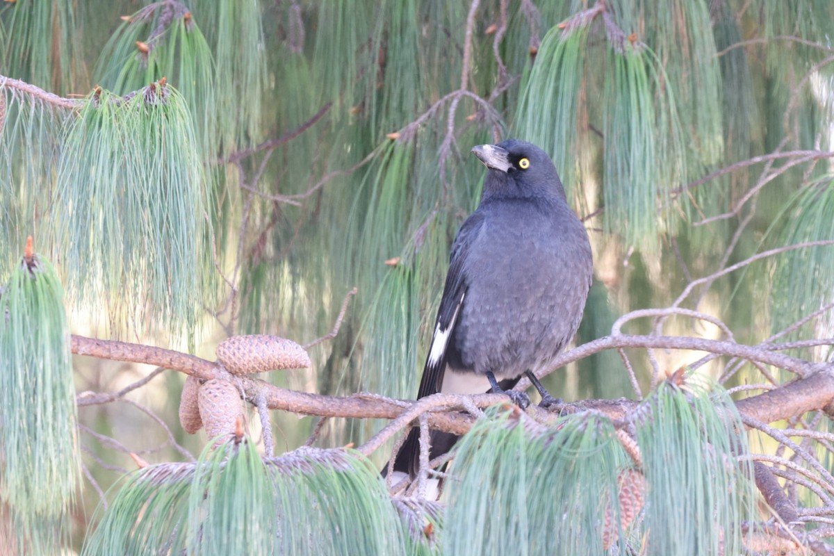 Pied Currawong - ML619980295