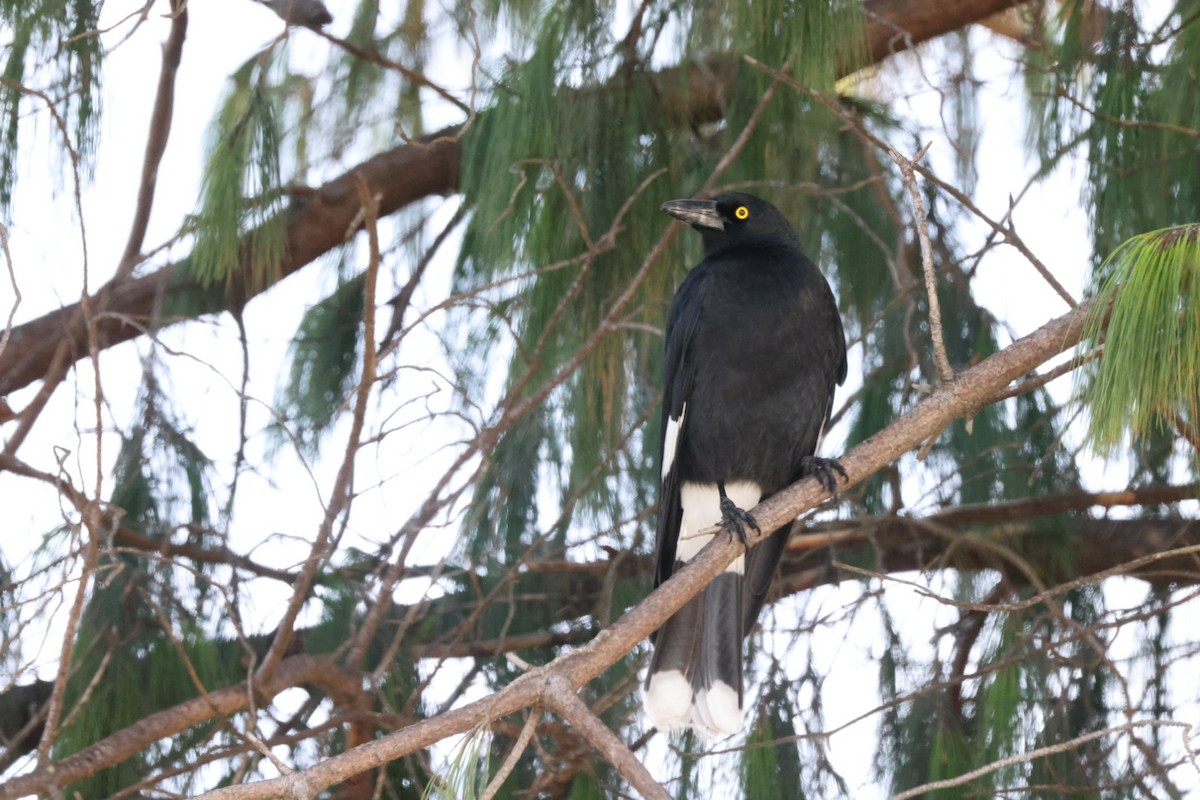 Pied Currawong - ML619980296