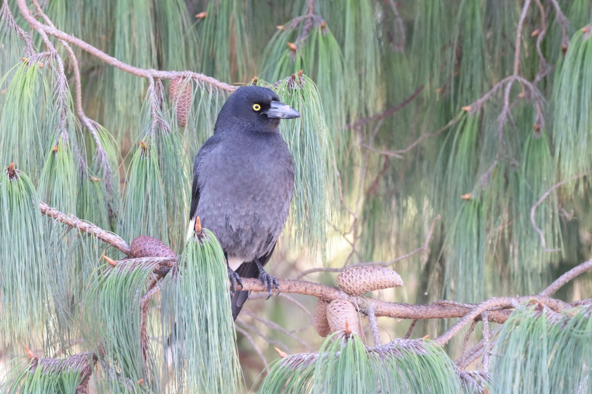 Pied Currawong - ML619980297