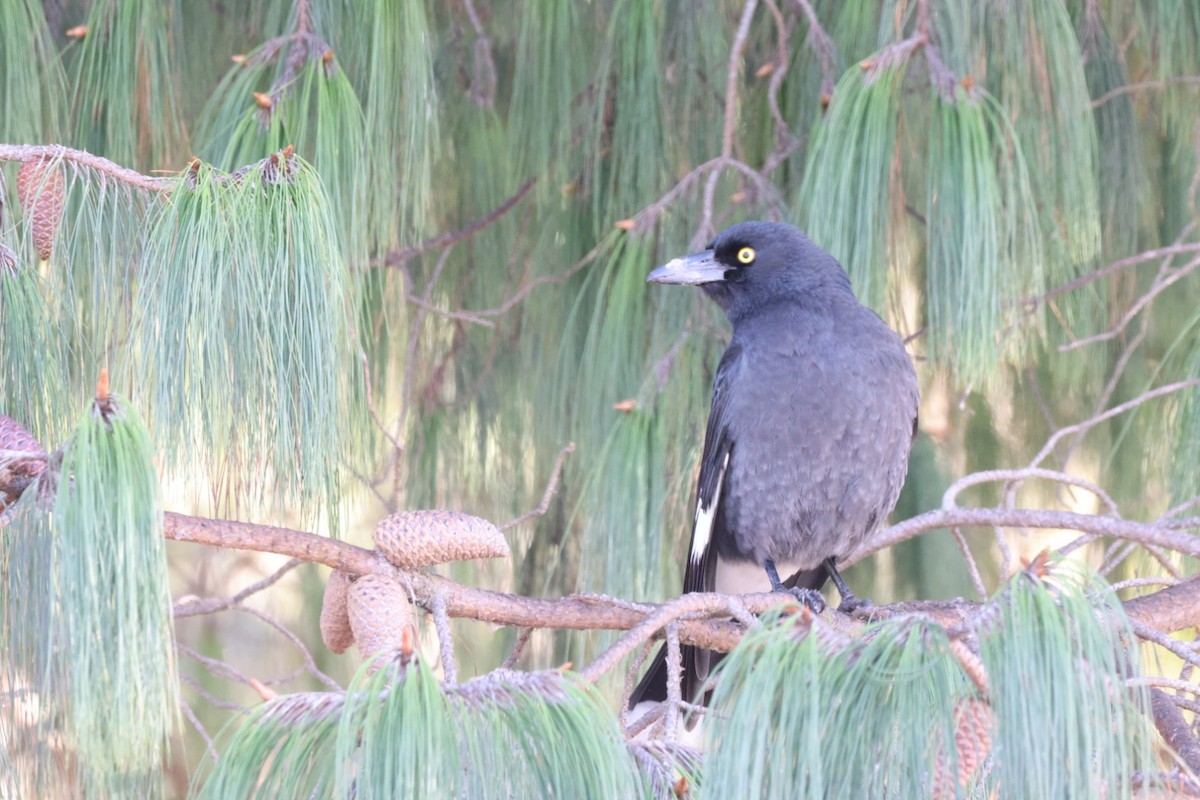 Pied Currawong - ML619980298