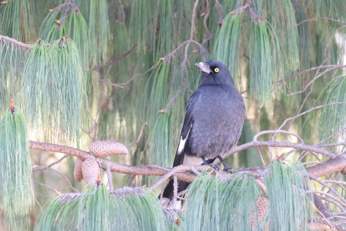 Pied Currawong - ML619980300