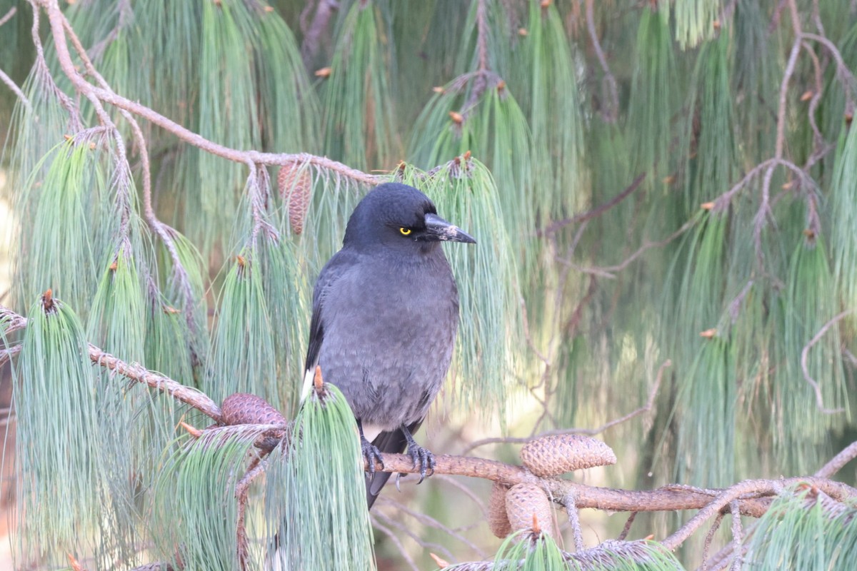 Pied Currawong - ML619980301