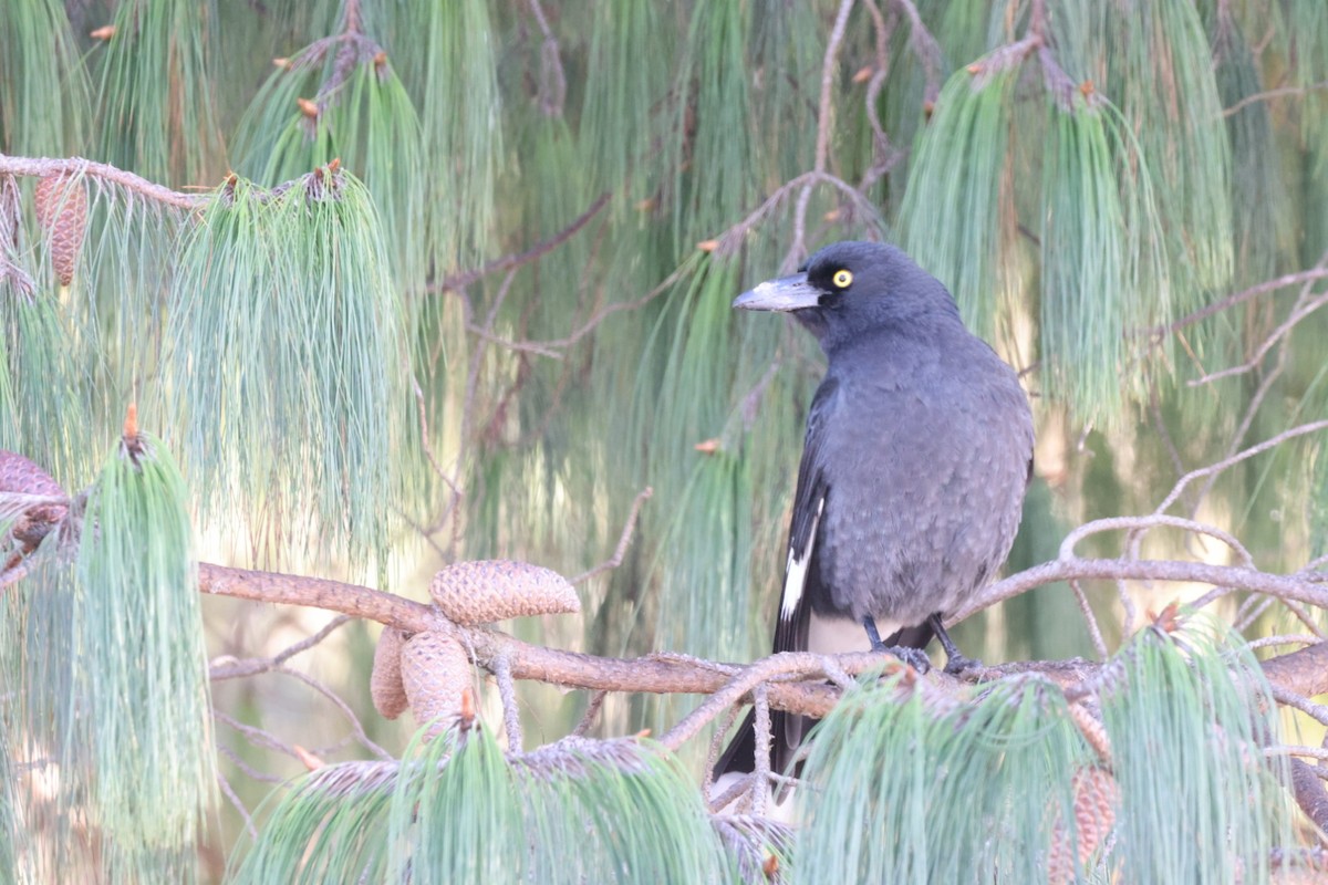 Pied Currawong - ML619980302