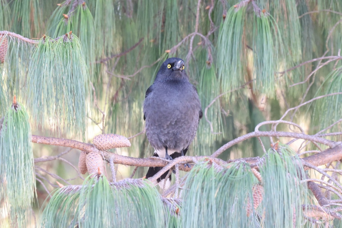 Pied Currawong - ML619980303