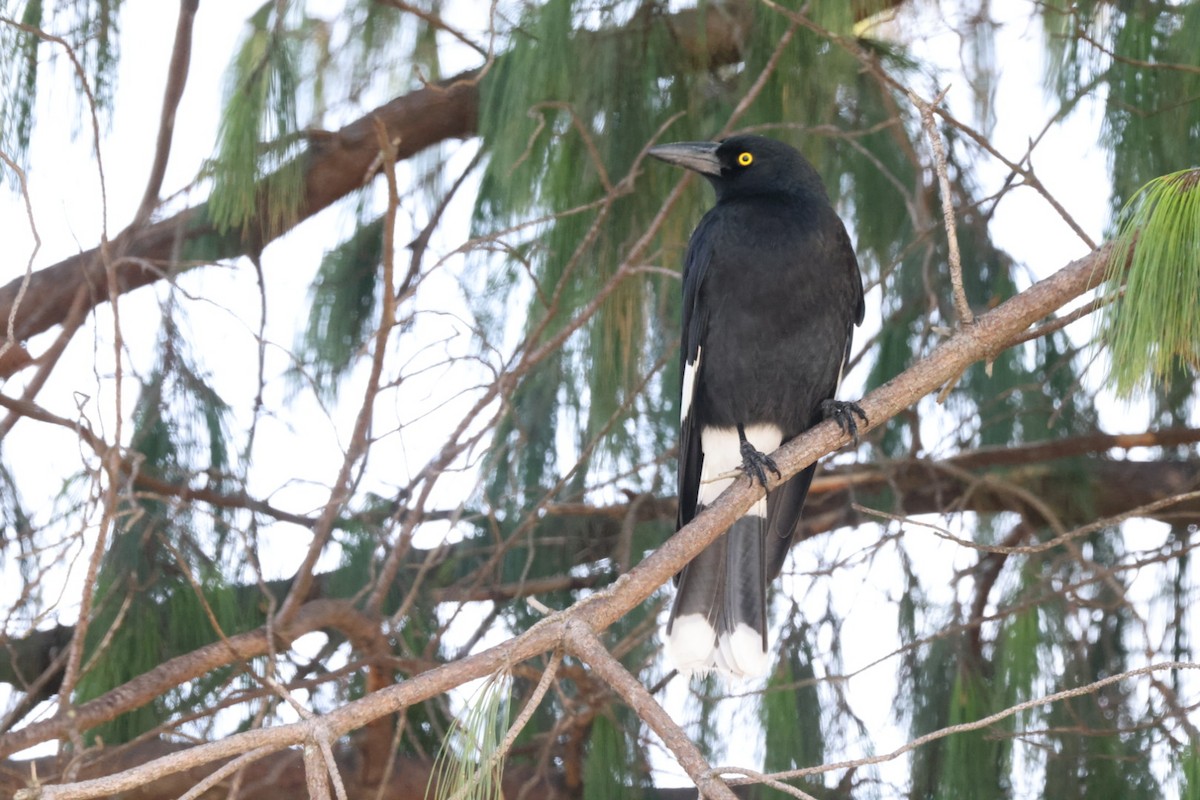 Pied Currawong - ML619980304