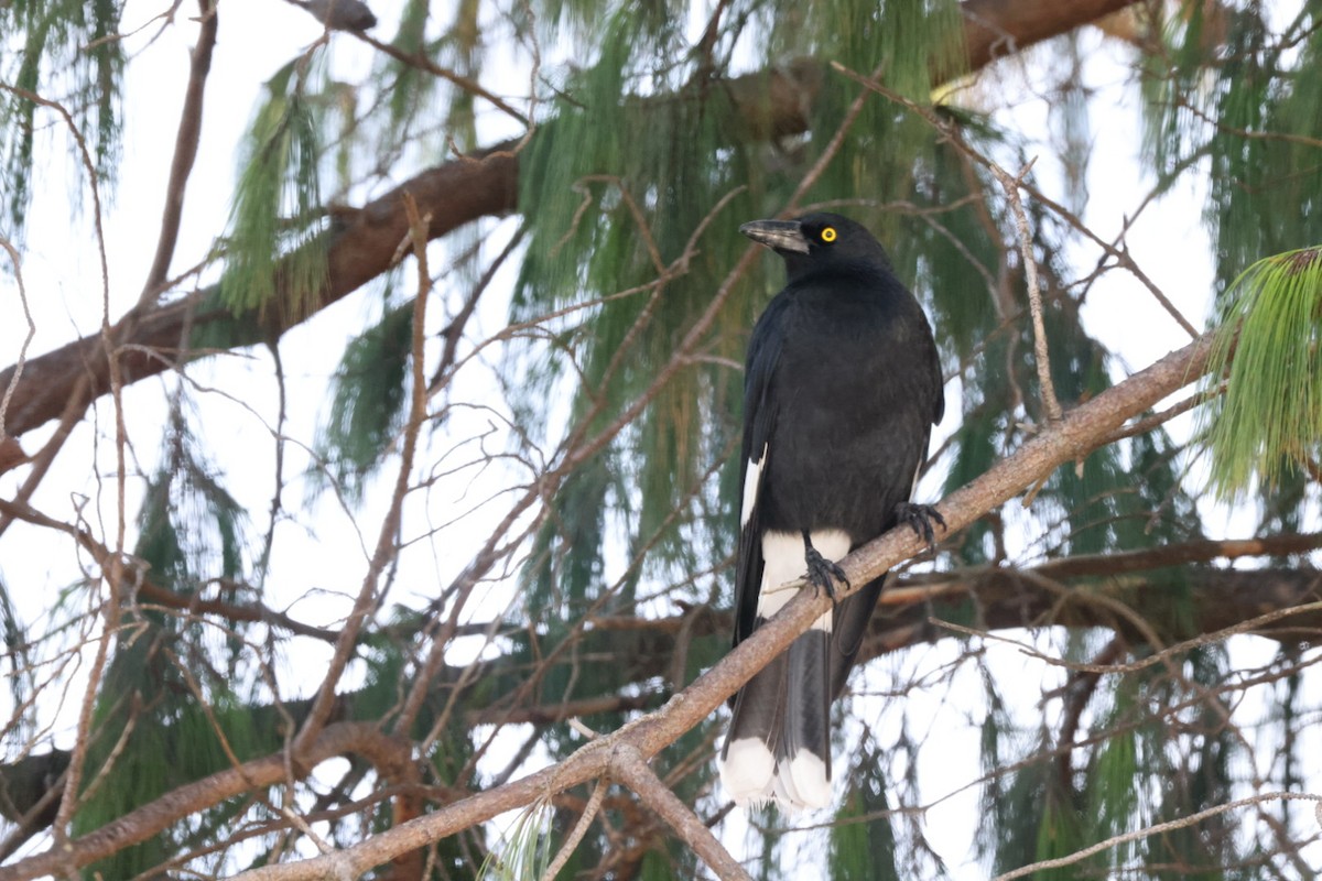 Pied Currawong - ML619980305