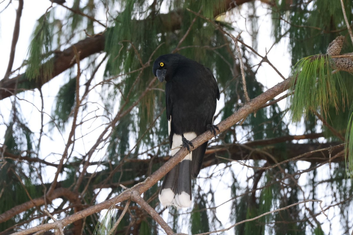 Pied Currawong - ML619980306