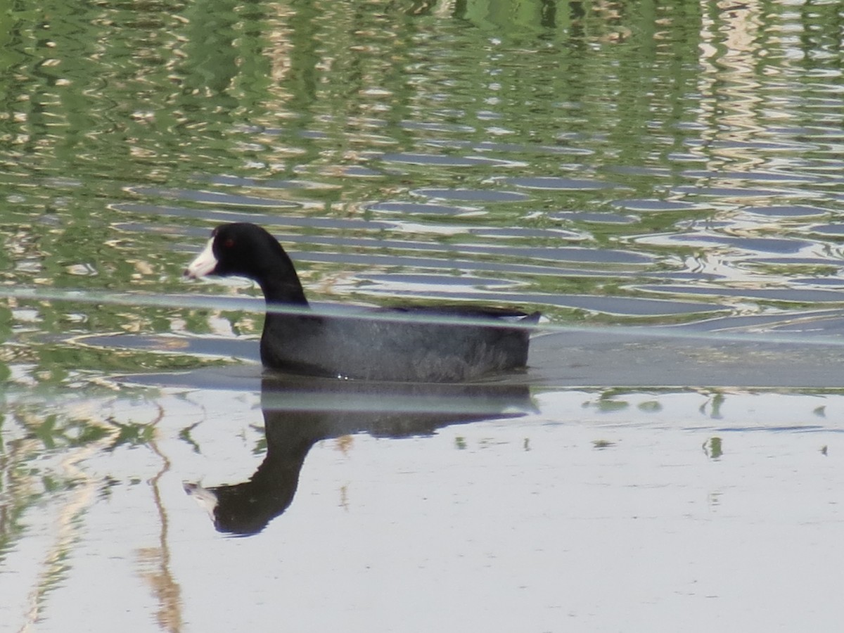 American Coot - ML619980323