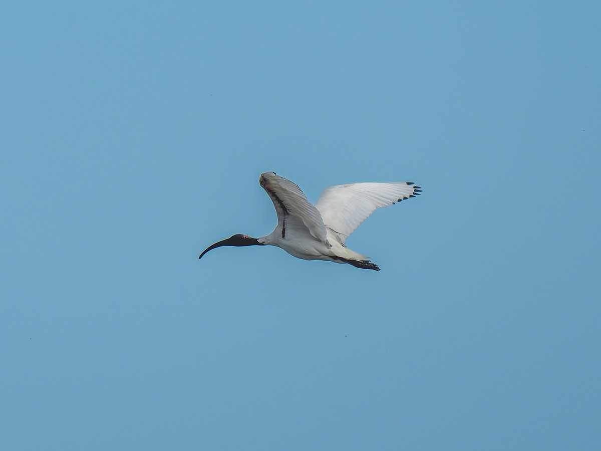 ibis australský - ML619980329