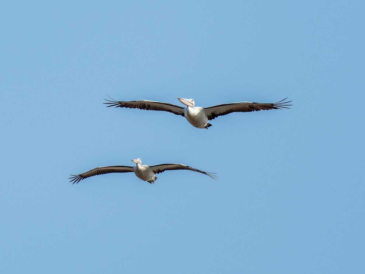 pelikán australský - ML619980332