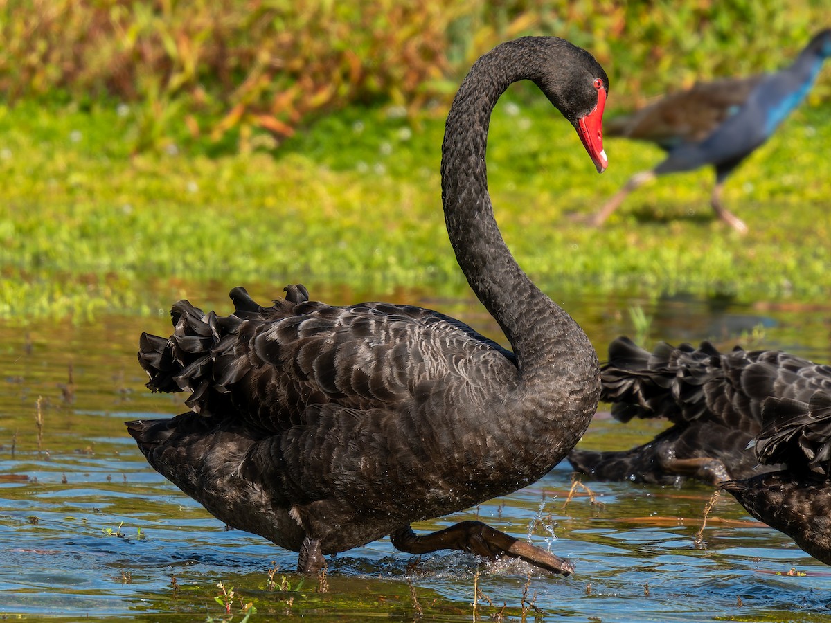 Black Swan - ML619980334