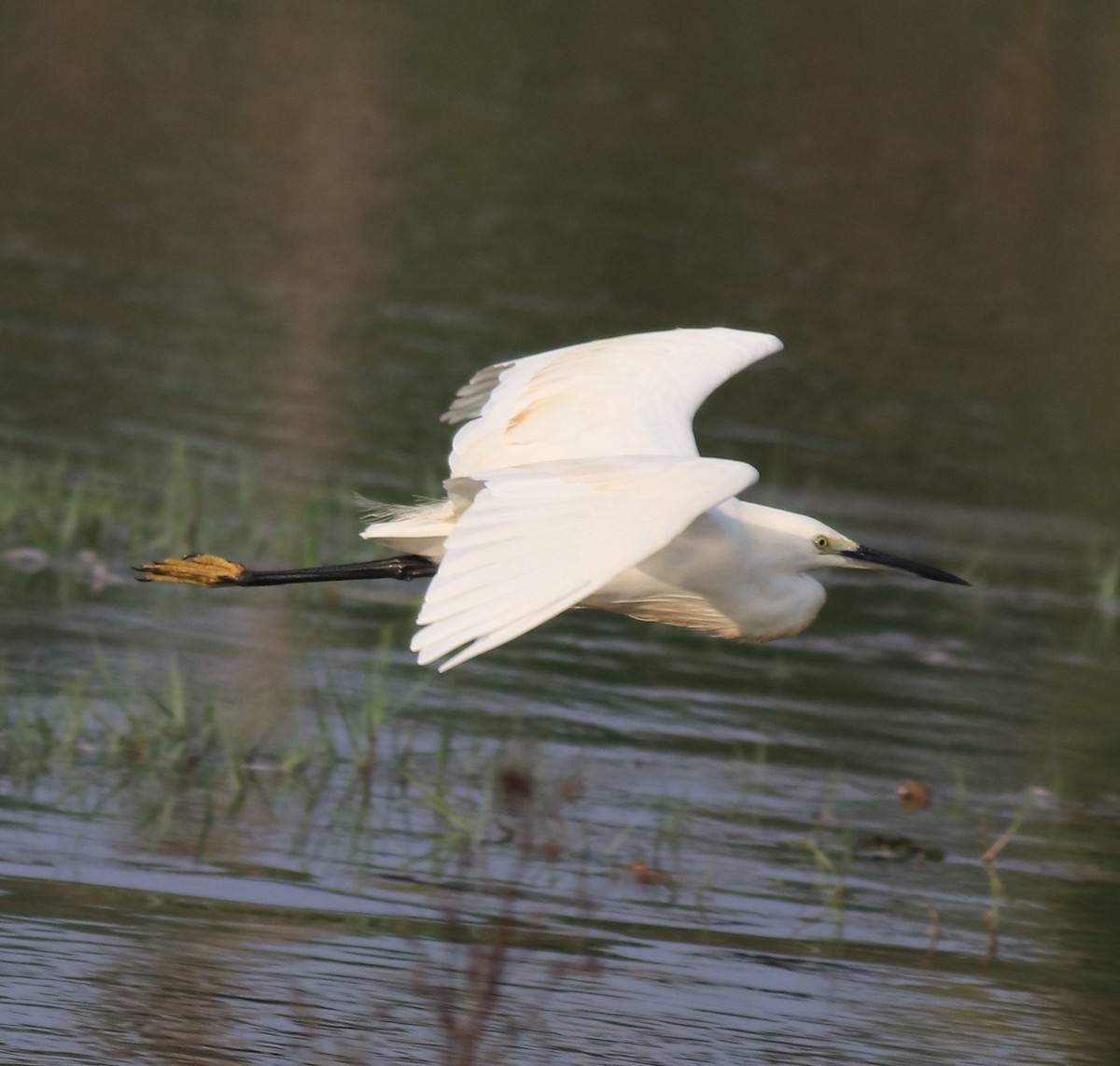 Little Egret - ML619980347