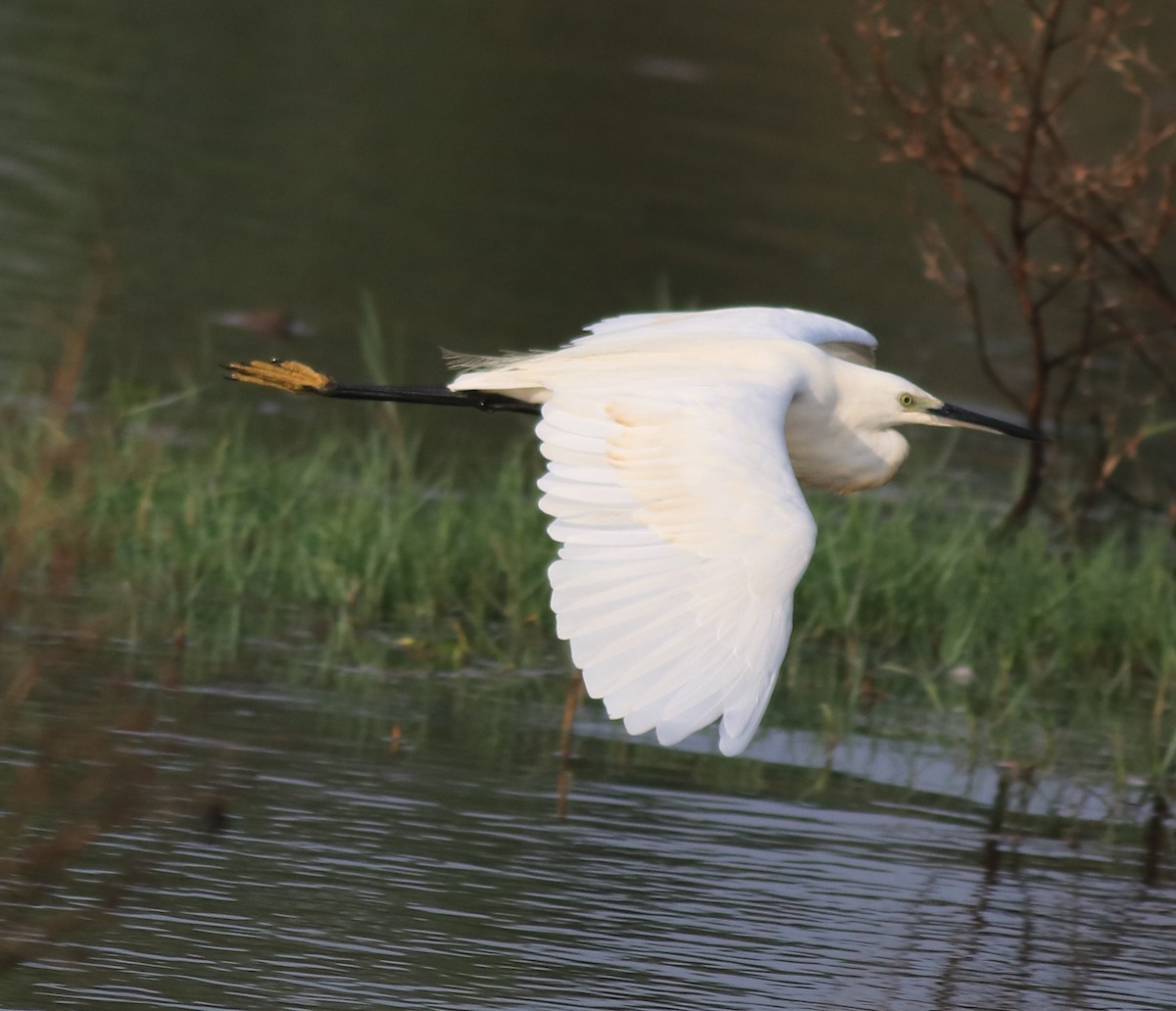 Little Egret - ML619980349