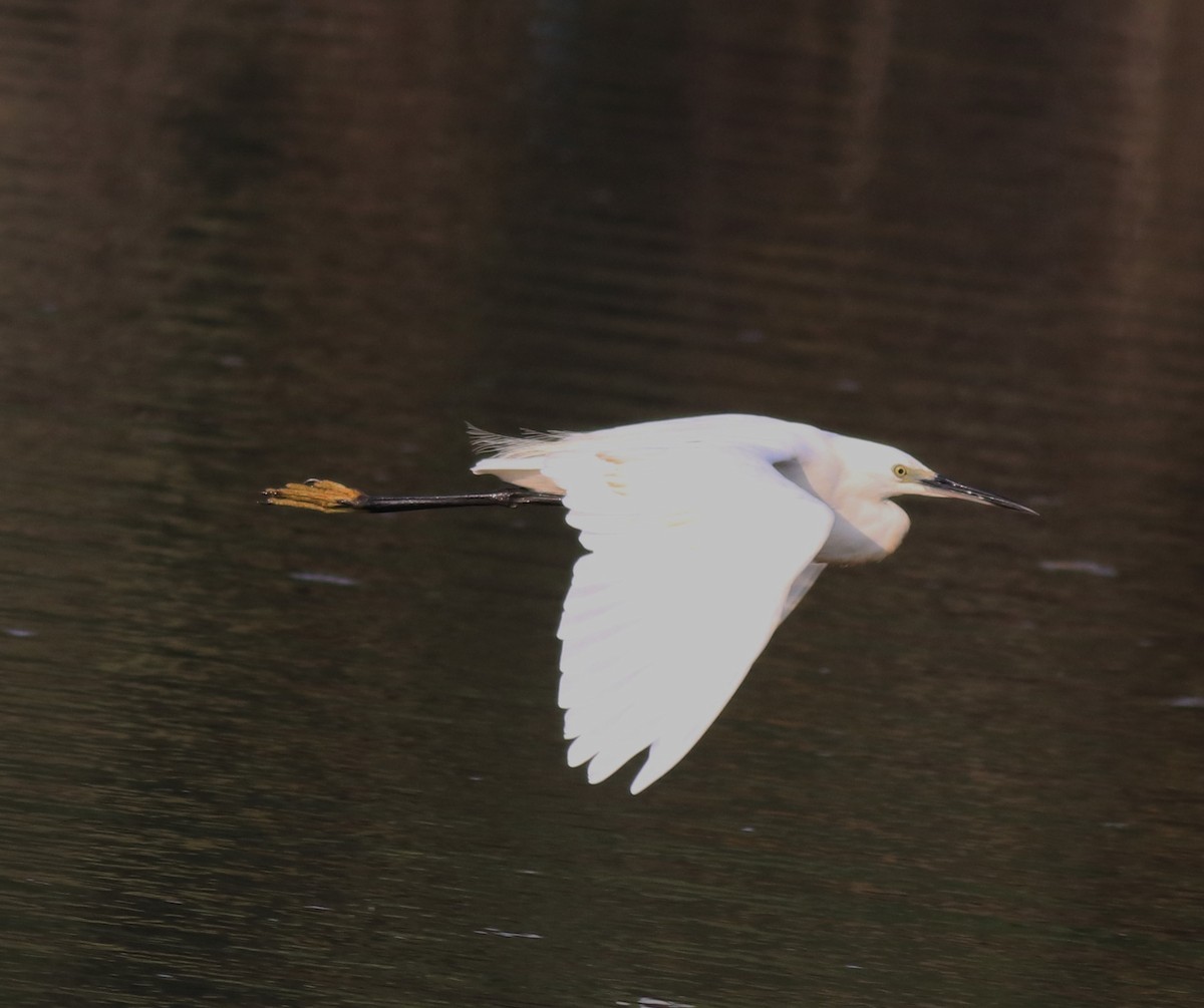 Little Egret - ML619980351